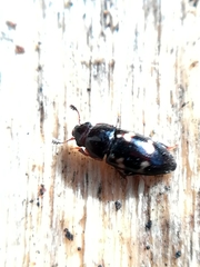 Glischrochilus quadriguttatus