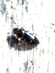 Glischrochilus quadriguttatus