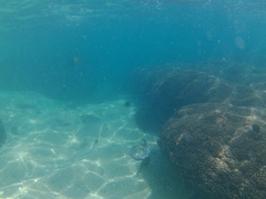 Microspathodon bairdii