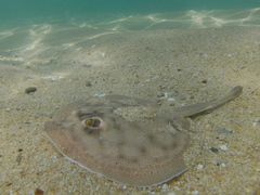 Urobatis concentricus