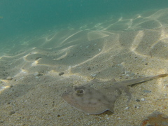 Urobatis concentricus