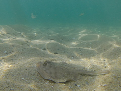 Urobatis concentricus