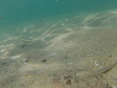 Urobatis concentricus