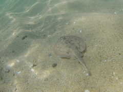 Urobatis concentricus