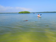 Lontra longicaudis annectens