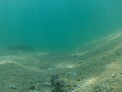 Sphoeroides lobatus