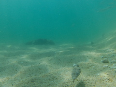 Sphoeroides lobatus