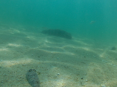 Sphoeroides lobatus