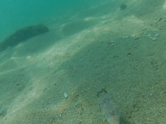 Sphoeroides lobatus