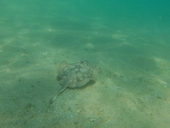 Urobatis concentricus