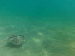 Urobatis concentricus