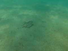 Urobatis concentricus