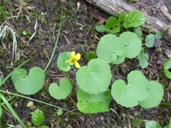 Viola biflora