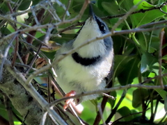 Apalis thoracica capensis