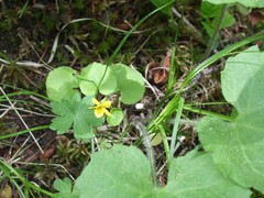 Viola biflora