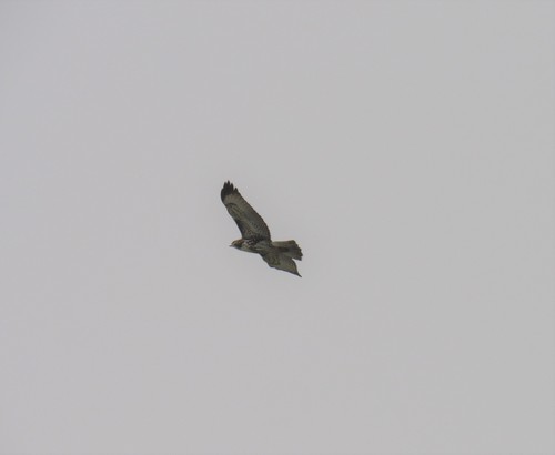 Rufous-tailed Hawk (Buteo ventralis), photo 4