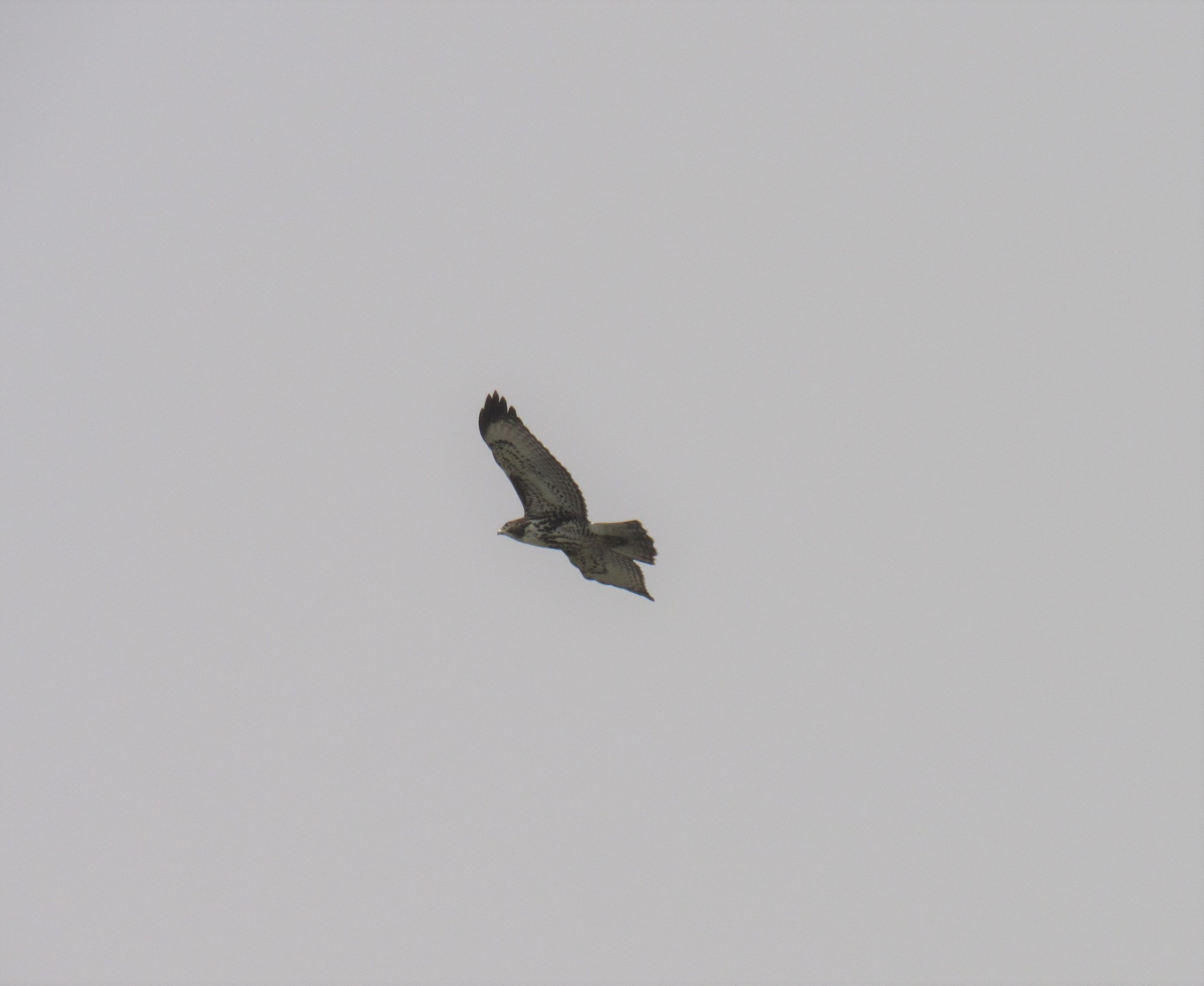 Rufous-tailed Hawk (Buteo ventralis), photo 8