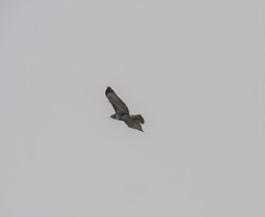 Buteo ventralis
