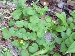 Viola biflora