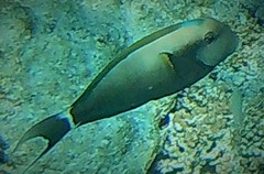 Acanthurus nigricauda