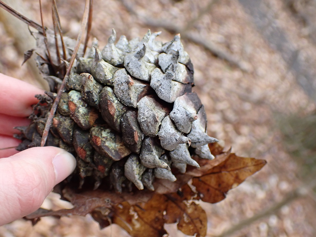 Table Mountain pine from Huntingdon County, PA, USA on March 19, 2022 ...