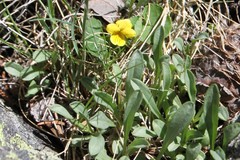 Viola biflora