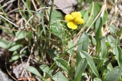 Viola biflora