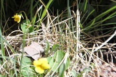 Viola biflora