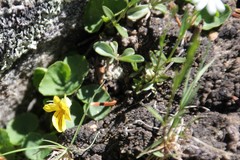 Viola biflora