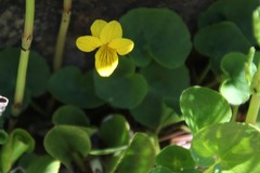 Viola biflora