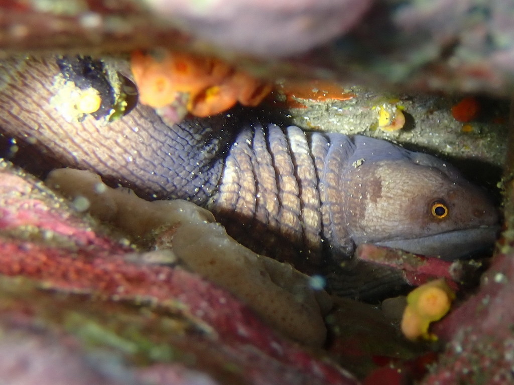 Broadbanded Moray from Ilhéu de Santana, Sao Tomé-et-Principe on March ...