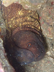 Broadbanded Moray photo 2