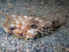 Chilomycterus mauretanicus