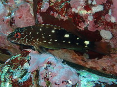 Cirrhitus atlanticus