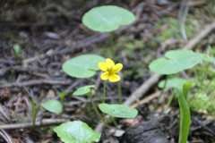 Viola biflora