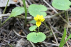 Viola biflora