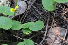 Viola biflora