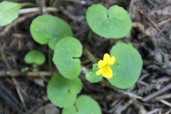 Viola biflora