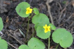 Viola biflora