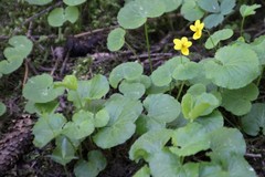 Viola biflora