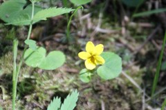 Viola biflora