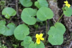 Viola biflora