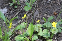Viola biflora