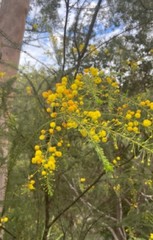 Acacia simsii