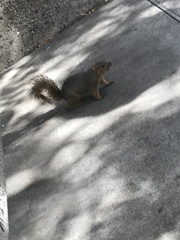 Sciurus niger