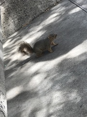 Sciurus niger