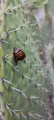 Pachycoris klugii