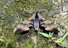 Marumba irata