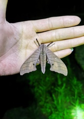 Marumba cristata