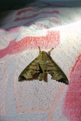 Marumba saishiuana